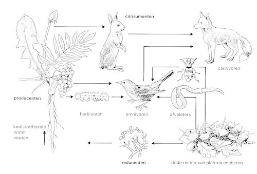 voedselkringloop